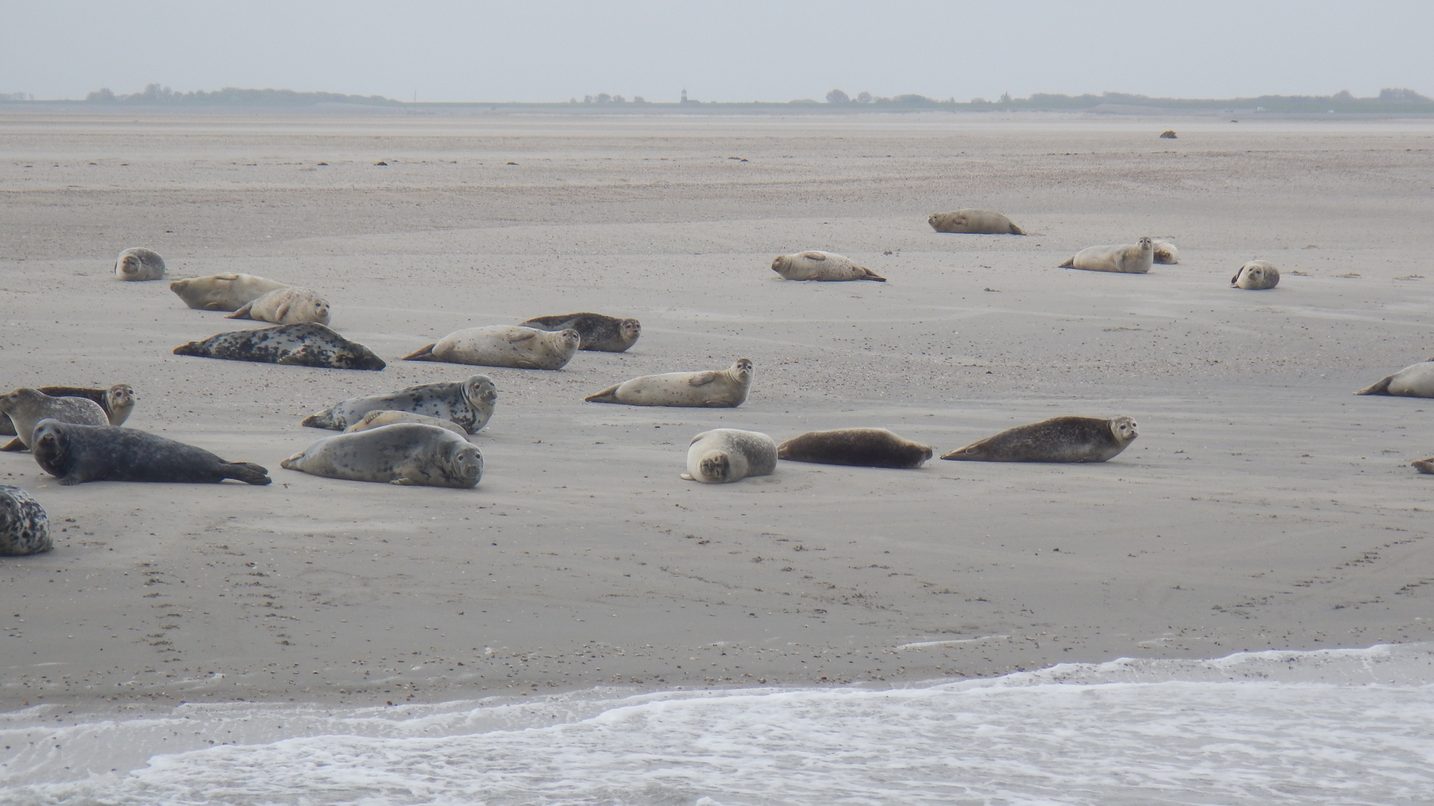 HWK Texel 2015 084.jpg
